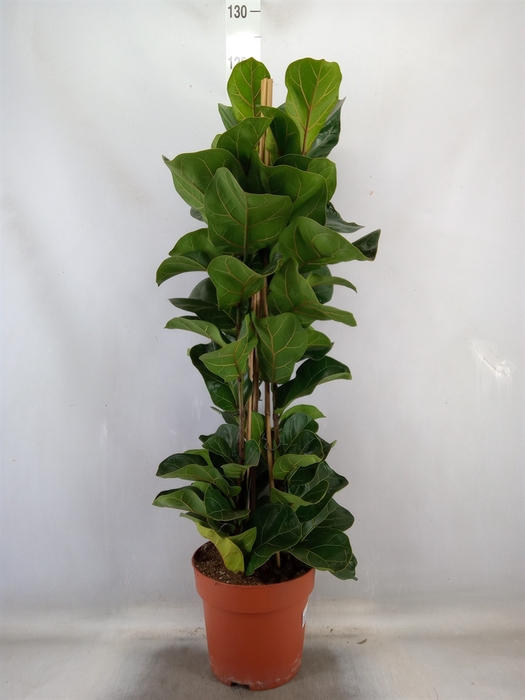 <h4>Ficus lyrata 'Bambino'</h4>