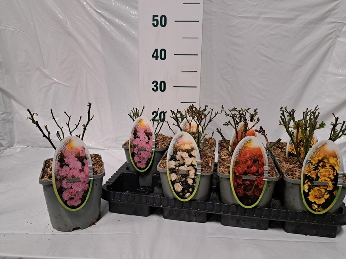 <h4>ROSA SPEL CRYSTAL F</h4>