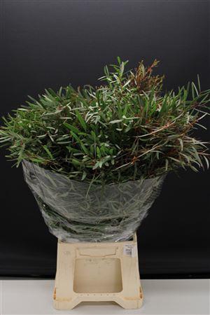 <h4>Euc Nicholii Italie</h4>