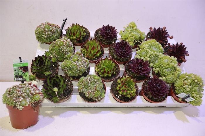 <h4>arr8 Semp Gem</h4>