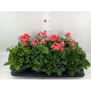 Pelargonium gran.   ..