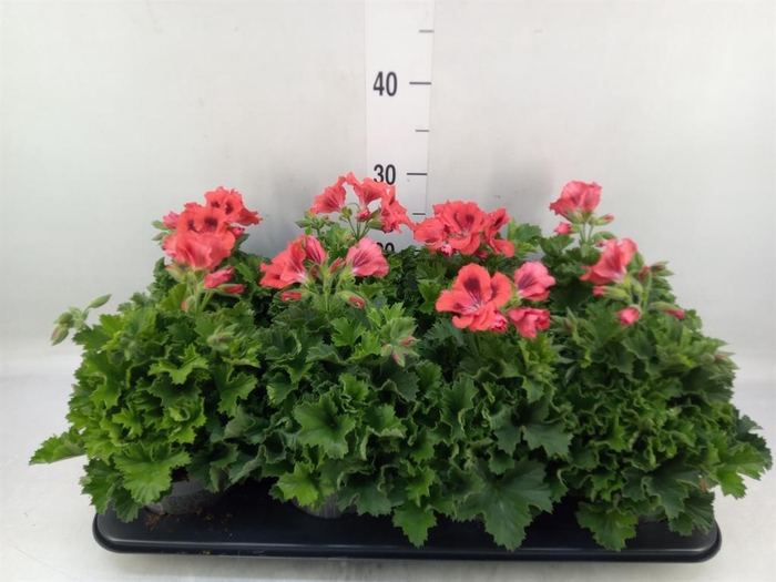 <h4>Pelargonium gran.   ..</h4>
