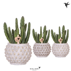 Kolibri Greens Stapelia Leendertziae in Marrakesh pot gold copper mix