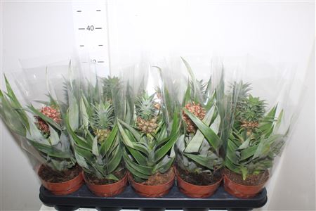 <h4>Ananas Ov</h4>