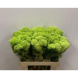 Viburnum Roseum St 60cm 4+