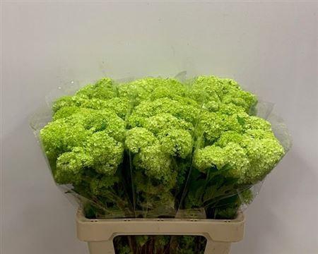 <h4>Viburnum Roseum St 60cm 4+</h4>