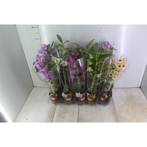 DENDROBIUM P12 PREMIUM