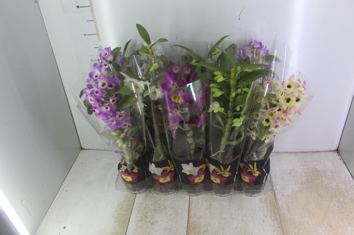 <h4>DENDROBIUM P12 PREMIUM</h4>