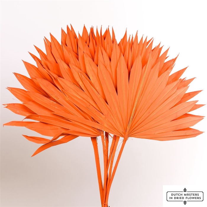 Dried Palm Sun 6pc Orange Bunch