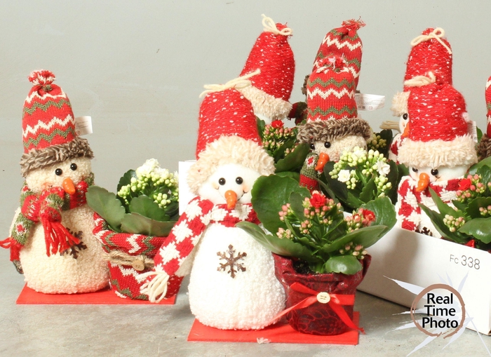 <h4>ARR KAMERPLANTEN H%</h4>