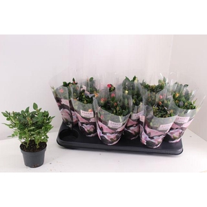 !! PROMO !! ROSA VICTORY MIX