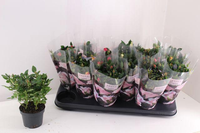 <h4>!! PROMO !! ROSA VICTORY MIX</h4>