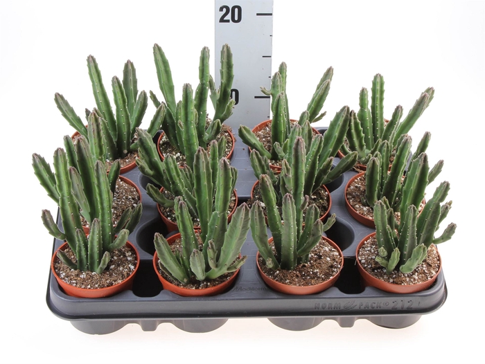 <h4>Stapelia leendertziae</h4>