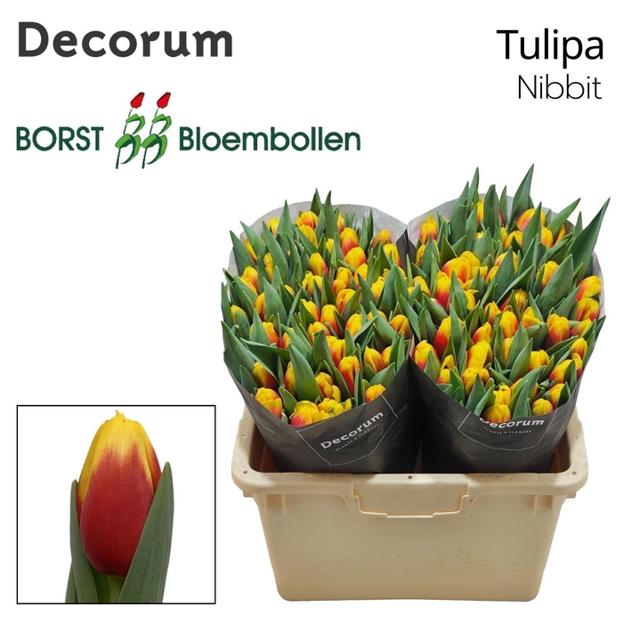 <h4>Tulipa Nibbit</h4>