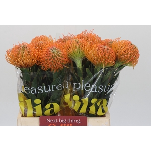 Nutans Ayoba Peach
