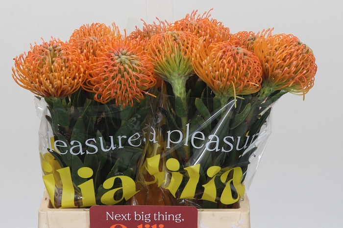 Nutans Ayoba Peach