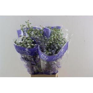 Delphinium Lavender