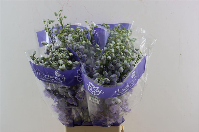 <h4>Delphinium Lavender</h4>