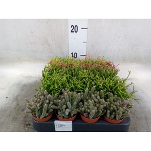 Rhipsalis   ...mix