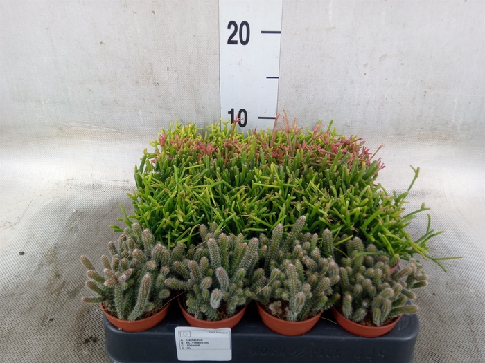<h4>Rhipsalis   ...mix</h4>
