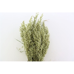 Dried Avena (haver) Natural X5 Bunch