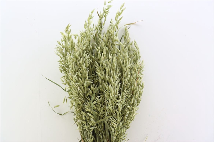 <h4>Dried Avena (haver) Natural X5 Bunch</h4>