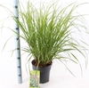 Pennisetum alopecuroides