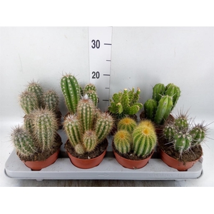 Cactus   ...mix