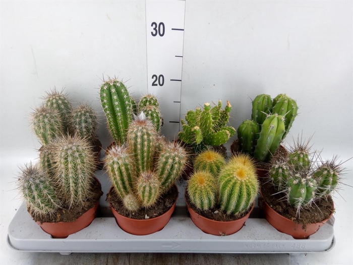 <h4>Cactus   ...mix</h4>