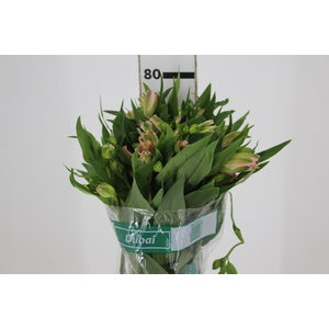 ALSTROEMERIA DUBAI 080 CM
