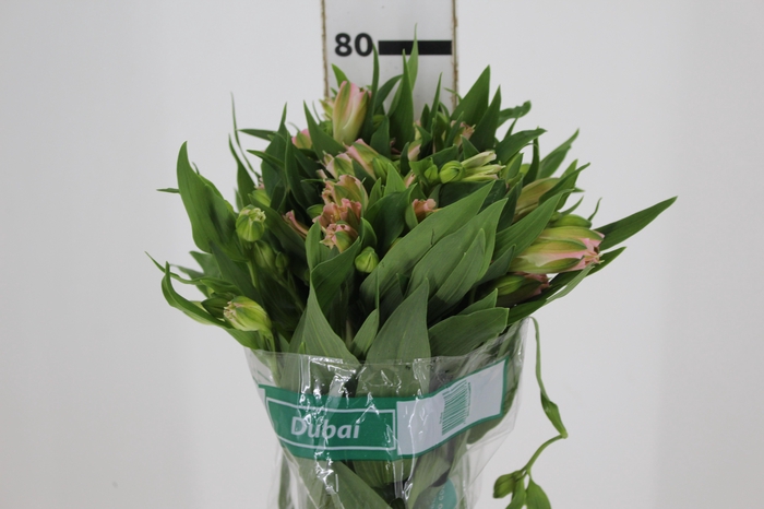 <h4>ALSTROEMERIA DUBAI 080 CM</h4>