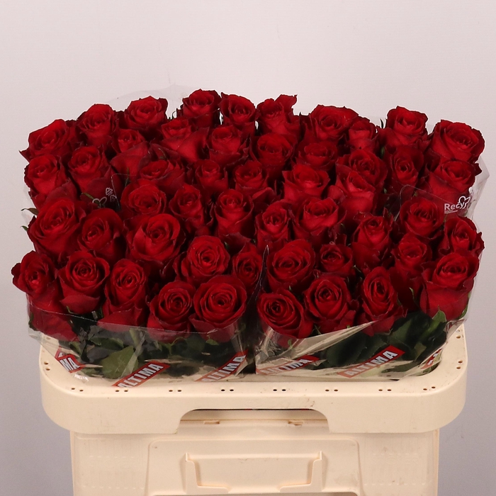 <h4>R Gr Madam Red</h4>