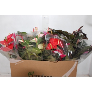 ANTHURIUM VARIADO P15