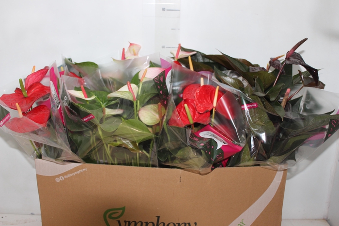 <h4>ANTHURIUM VARIADO P15</h4>