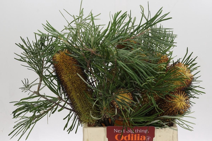 <h4>Banksia Spinulosa</h4>