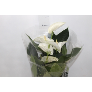 ANTHURIUM WHITE WINNER P17