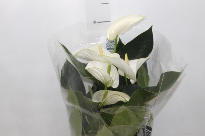 <h4>ANTHURIUM WHITE WINNER P17</h4>