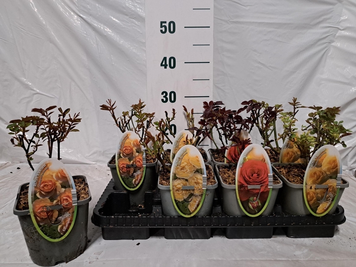 <h4>ROSA FL SELECT GEM</h4>