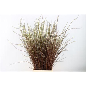 Spiraea Nip Snowmountain 90cm P Bun