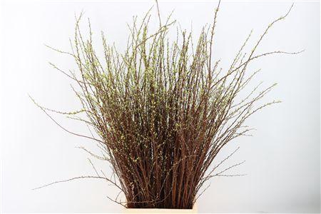 Spiraea Nip Snowmountain 90cm P Bun