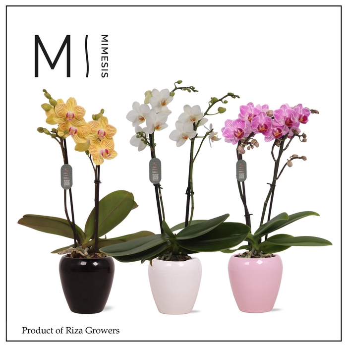 <h4>Phalaenopsis Mix 2 spike – 7cm in Martine Mix | Mimesis</h4>