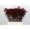 Kangaroo Paw Bush Ruby