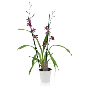 Inca Cambria Blossomfalls 2 spike