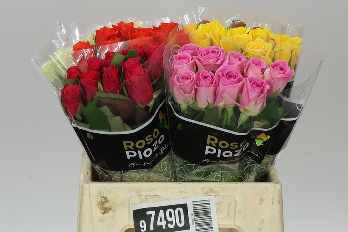 <h4>Rosa Gr Gemengd In Fust</h4>