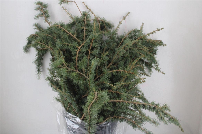 <h4>Ceder P Bunch</h4>