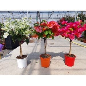 Bougainvillea overig