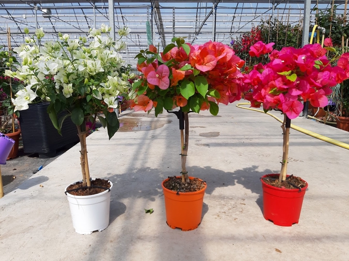 <h4>Bougainvillea overig</h4>