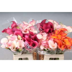 Zantedeschia mix double