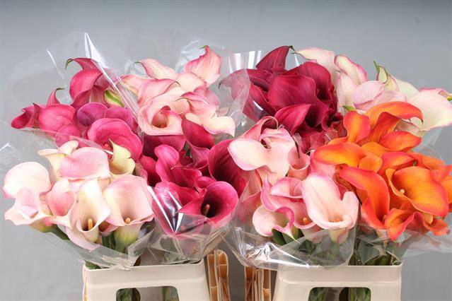<h4>Zantedeschia mix double</h4>