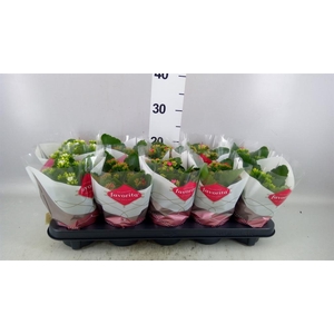 Kalanchoe blos.   ..mix 5